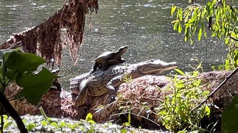 The Alligator and the Turtle: A Tale of Unlikely Friendship and Unexpected Consequences!