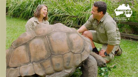 Why Was “The Wicked Tortoise” Deemed a Classic of 17th Century Nigerian Folklore?